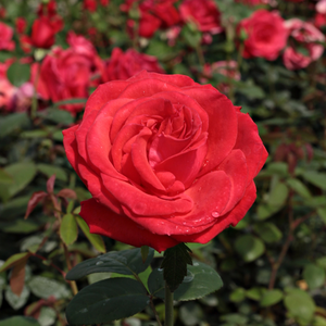 Diskreten vonj vrtnice - Señora de Bornas